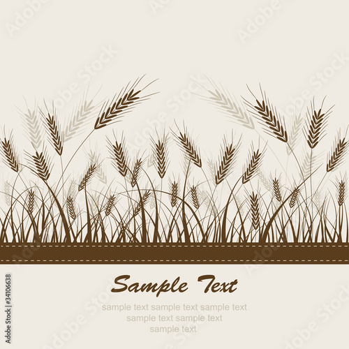 Àbstract wheat background, vector