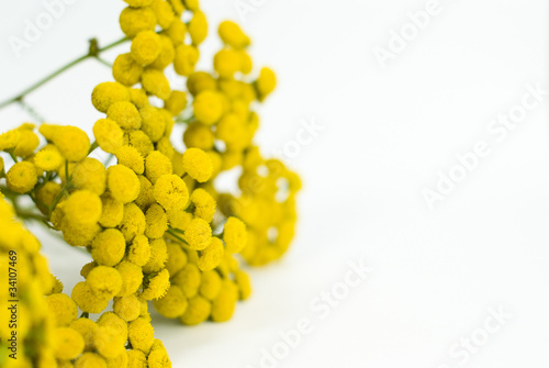 Tansy, isolated on a white background. Tanacetum.