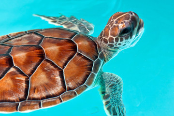 Keuken achterwand Turquoise Baby turtle in the water  © Patryk Kosmider