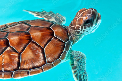 Hover Beraadslagen Scheiding Plaid Babyschildpad in het water - Nikkel-Art.be
