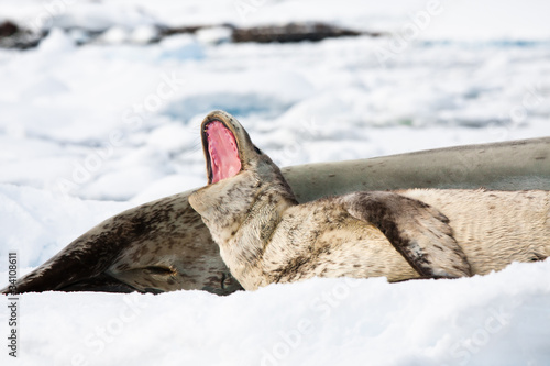 Baby seal