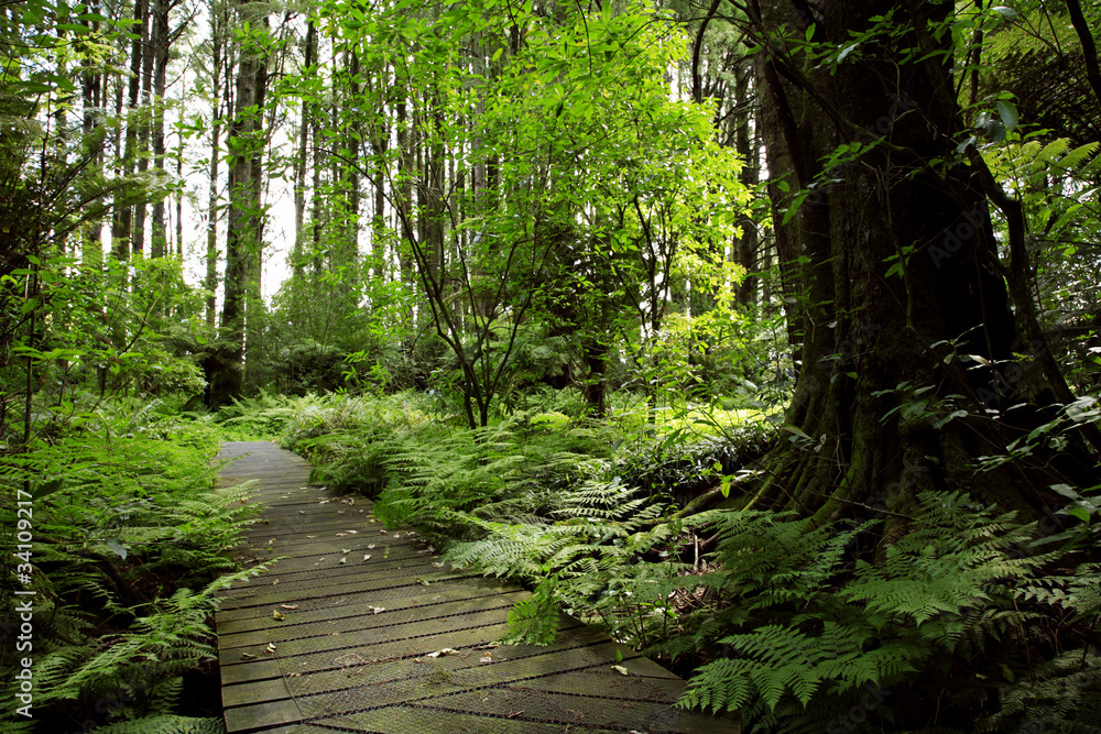 Forest Forest