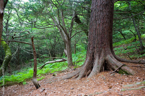 Korean pine on the island of Petrova. Russia. photo