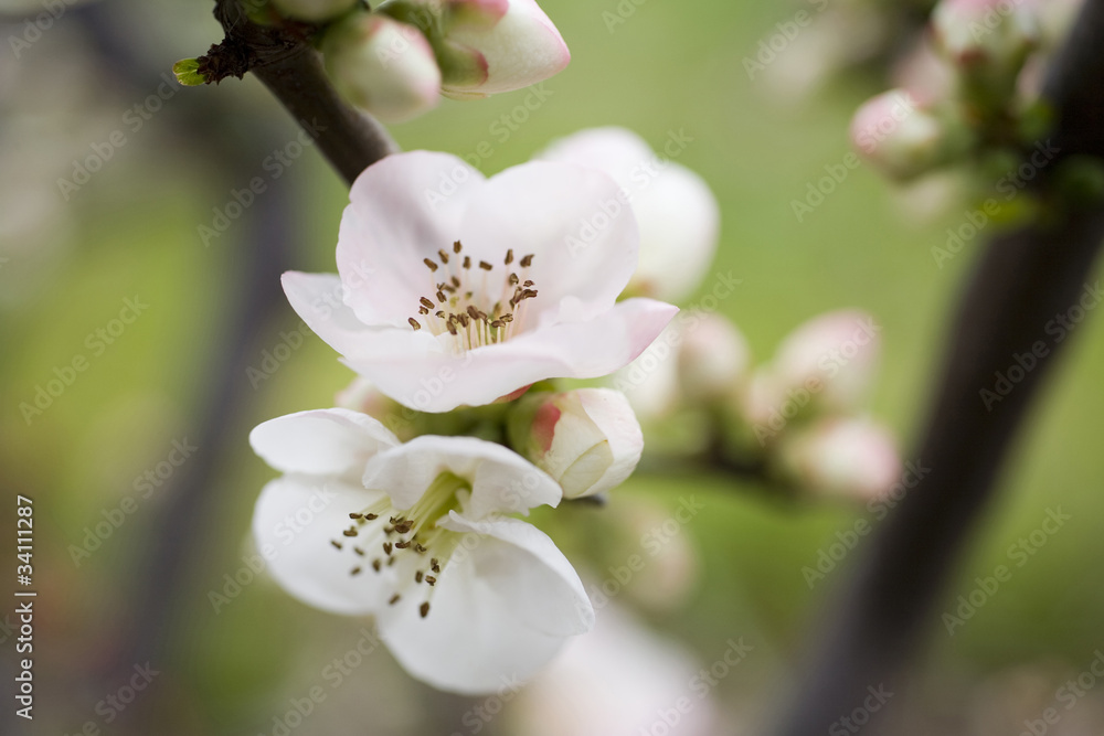 ボケの花