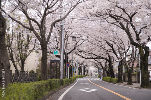 桜並木の道