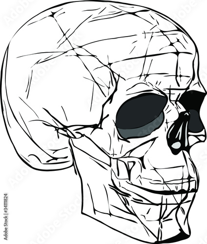 human skull