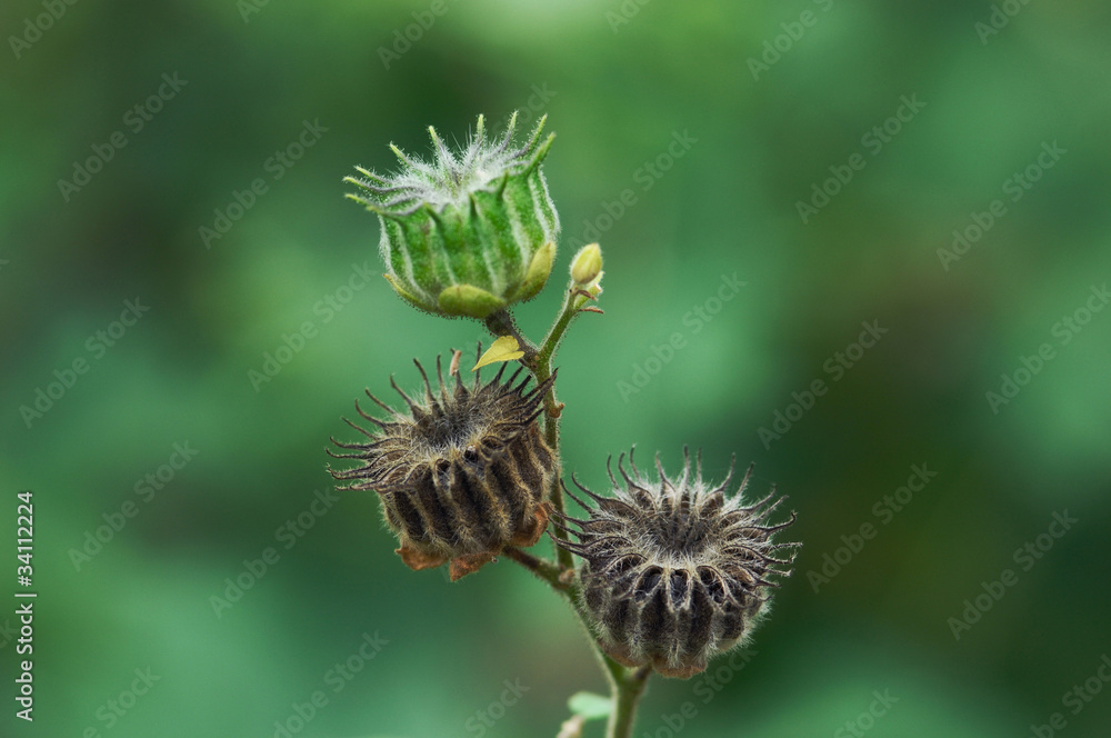 花と植物 花と植物