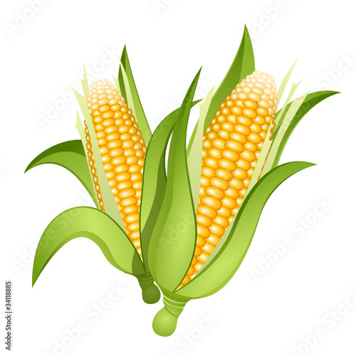 Ears of corn
