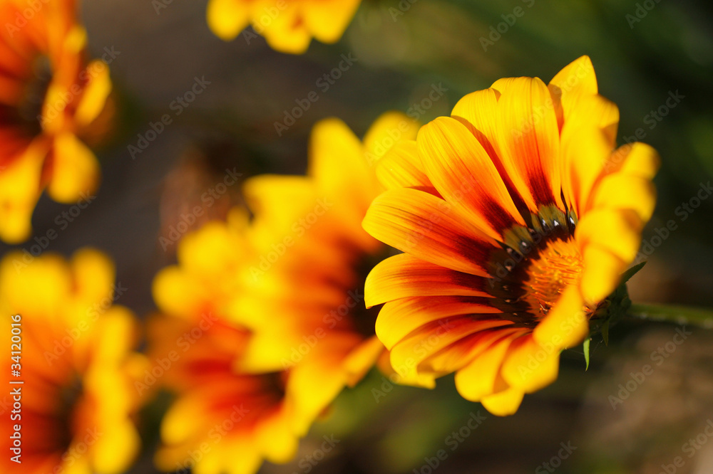 Obraz premium ガザレア