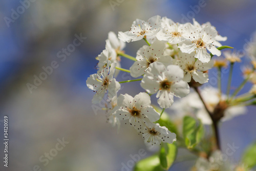 アメリカの桜