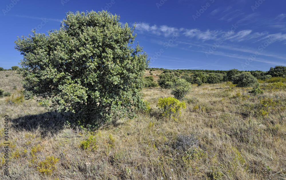 Dehesa castellana.