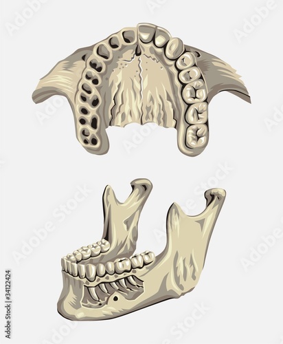 jaws and teeth