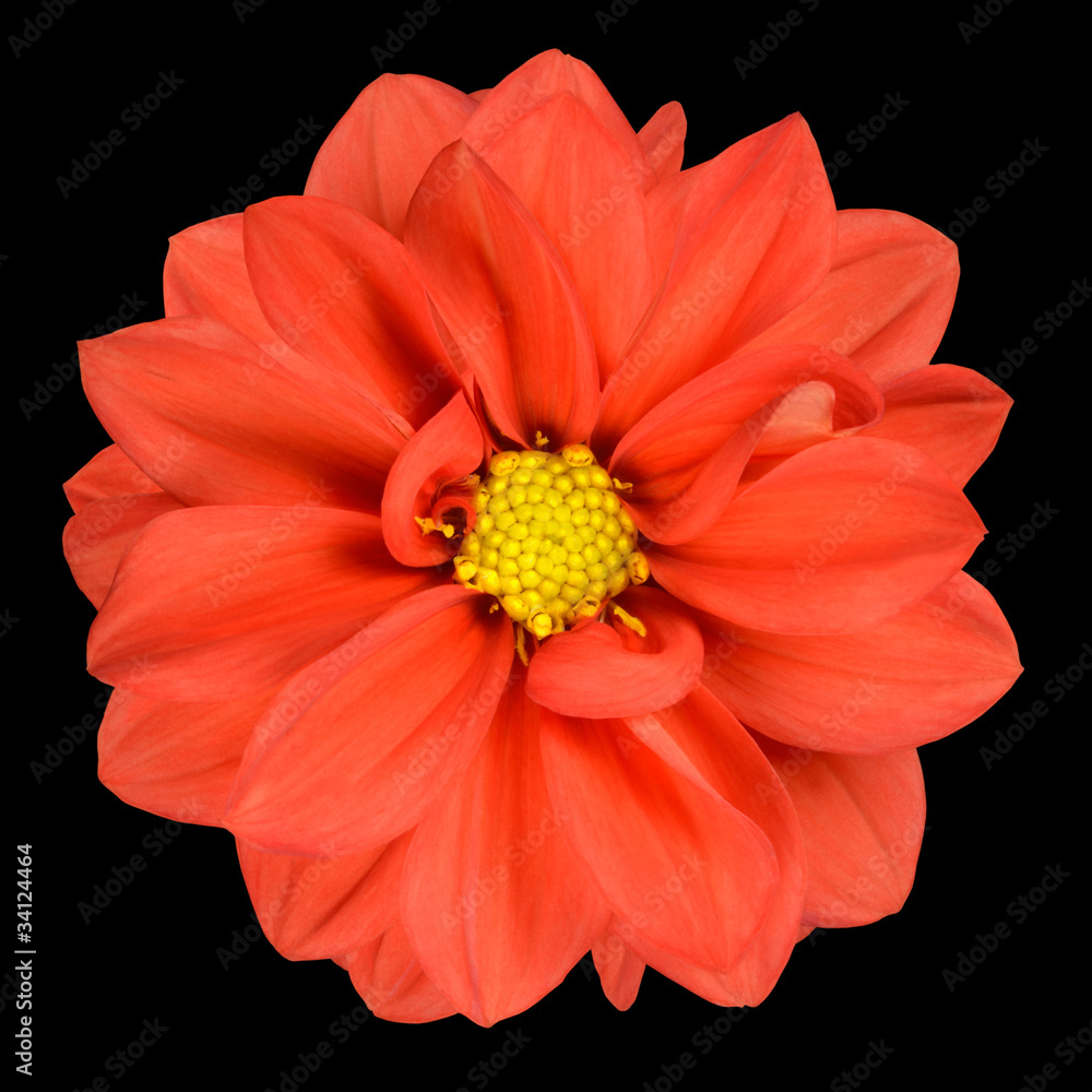 Orange Dahlia Flower with Yellow Center Isolated Orange Dahlia Flower with Yellow Center Isolated