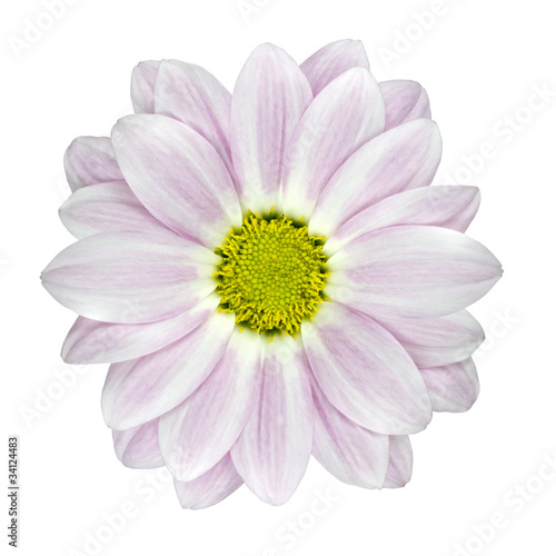 Fototapeta Naklejka Na Ścianę i Meble -  Single Pink and White Dahlia Flower Isolated