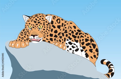 leopard