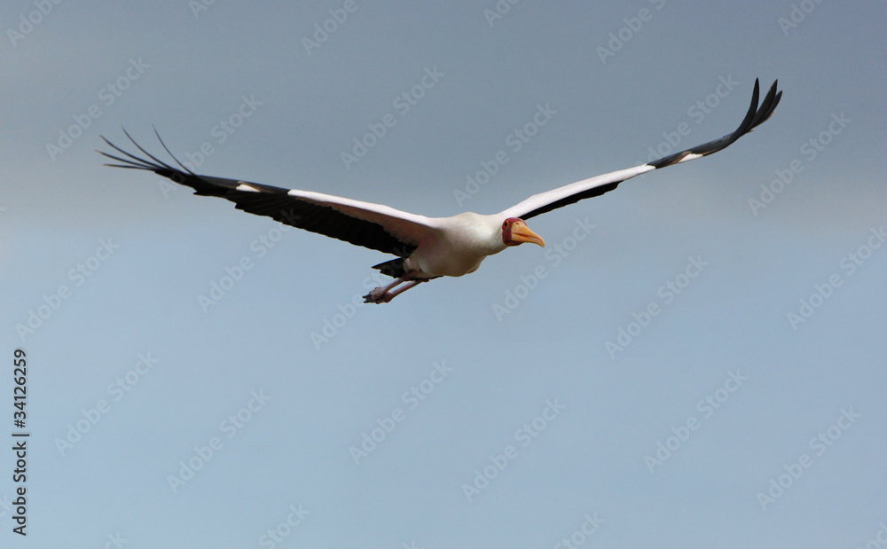 Fototapeta premium Tantale ibis