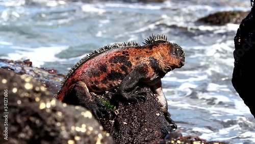 Marine iguana