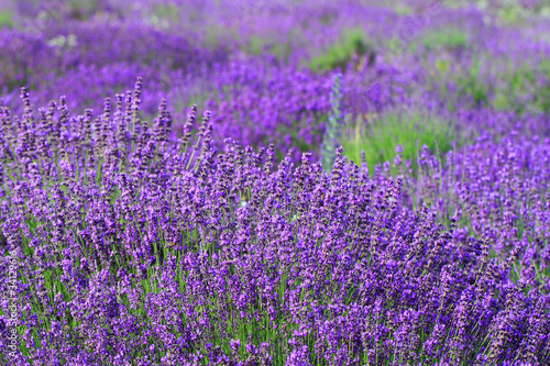 Color lavender field