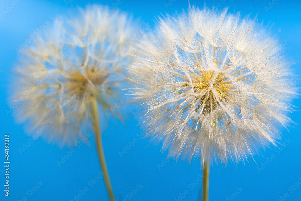 Naklejka premium dandelions on the blue background