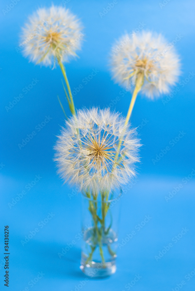 Naklejka premium dandelions on the blue background