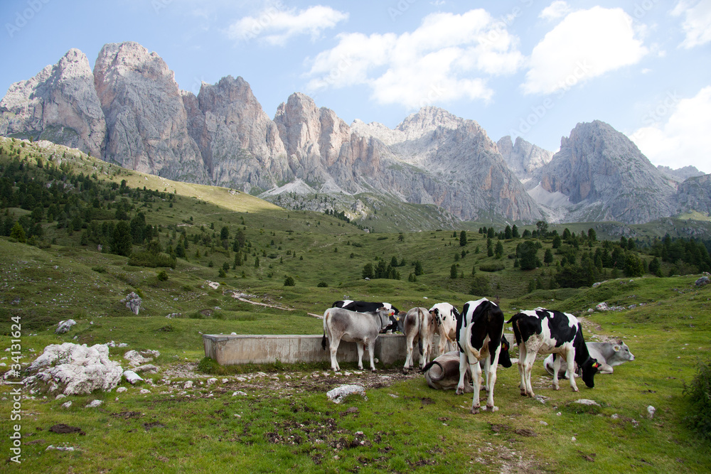 mucche al pascolo all' alpe di Cisles - sullo sfondo le Odle