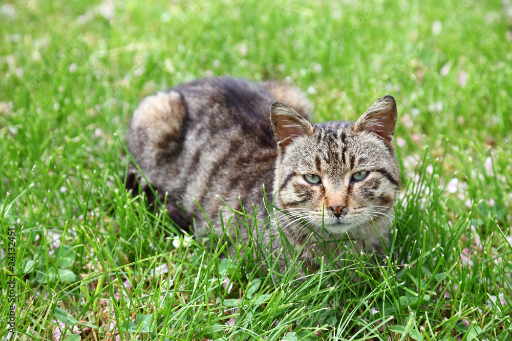 Cute cat on the green grass