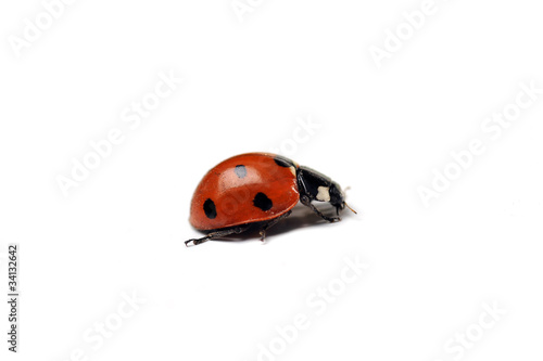 Ladybug © Denis Tabler