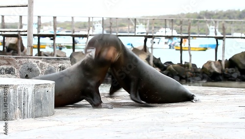 Galapagos Sea Lions