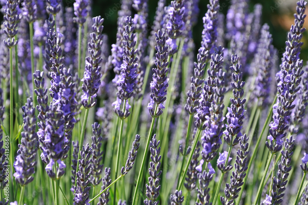 Obraz premium Lavender Field