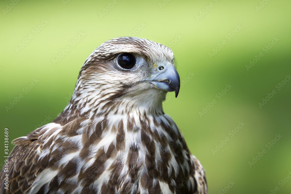 Saker Falcon Saker Falcon
