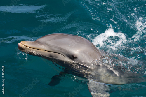 A wild bottlenose dolphin (Turisops Truncatus) Fototapeta