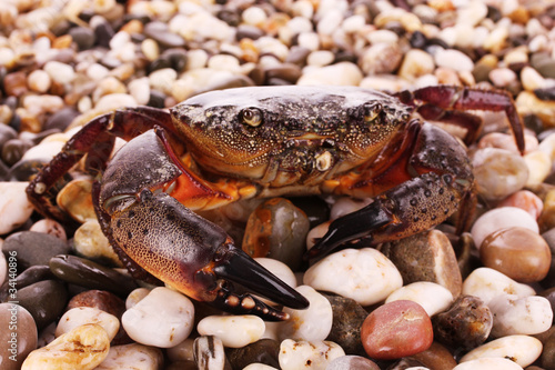 Crab isolated on pebbles background