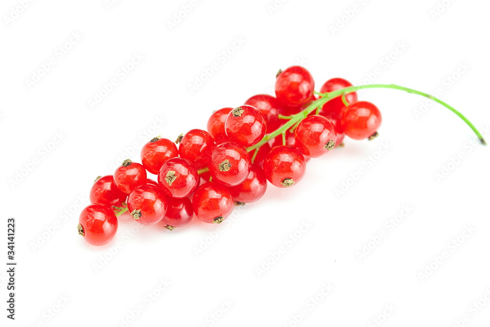 branch of red currant isolated on white branch of red currant isolated on white