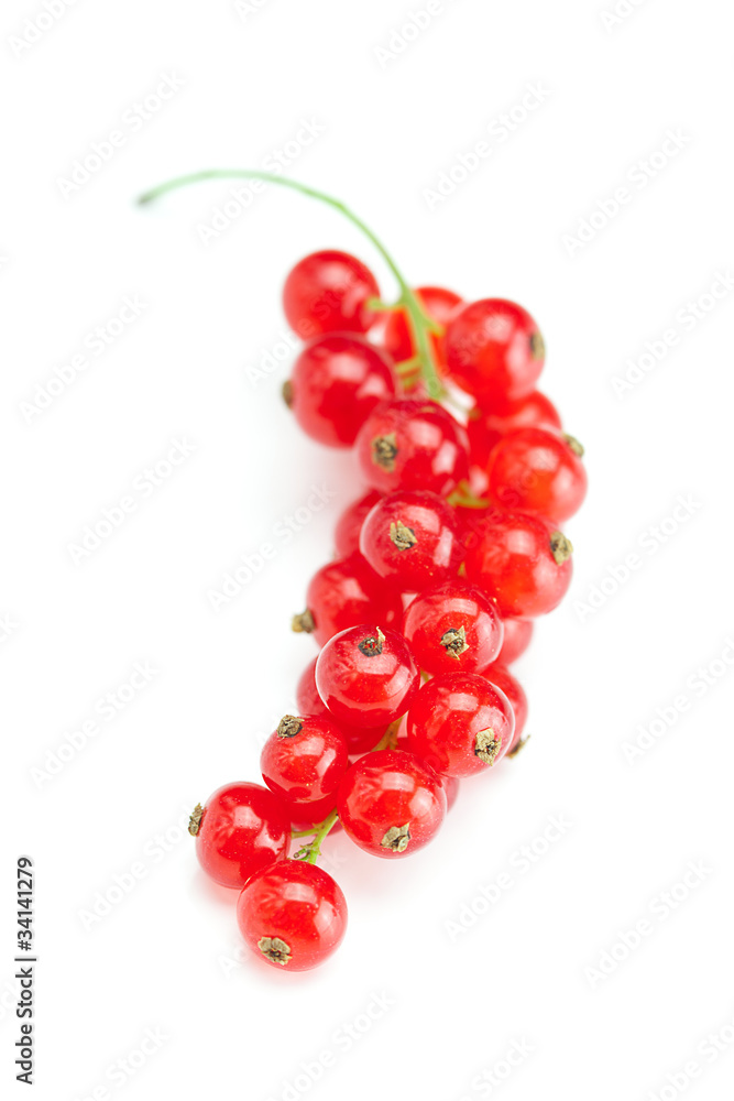 branch of  red currant isolated on white