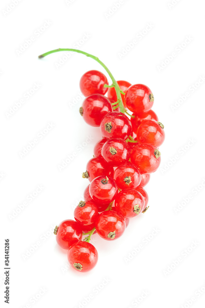 branch of  red currant isolated on white