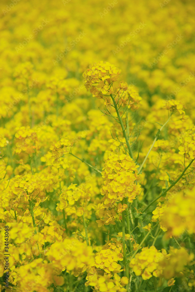 Obraz premium 菜の花