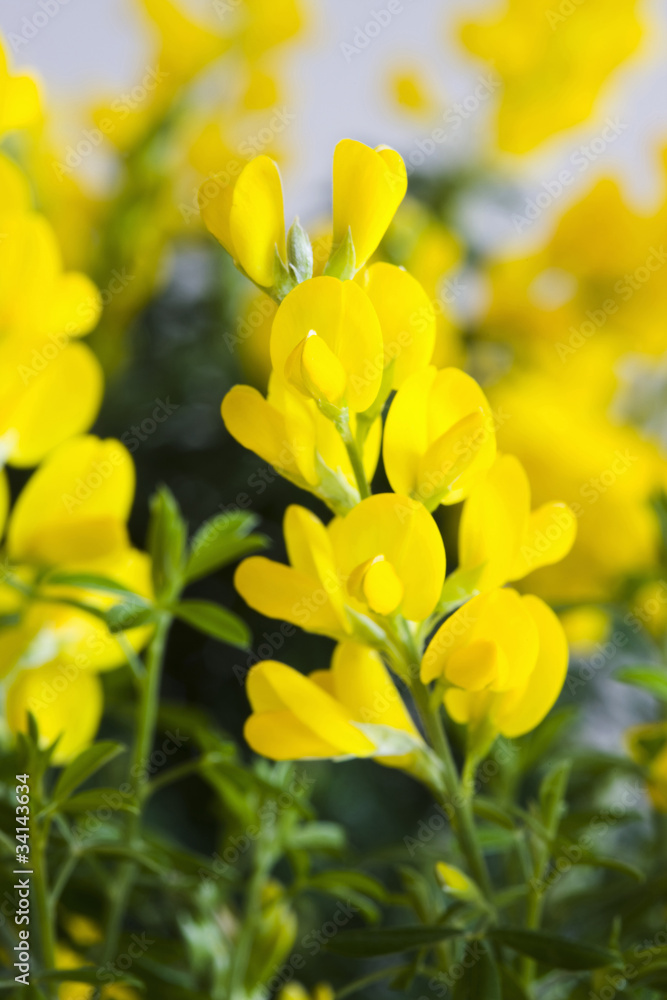 Obraz premium エニシダの花