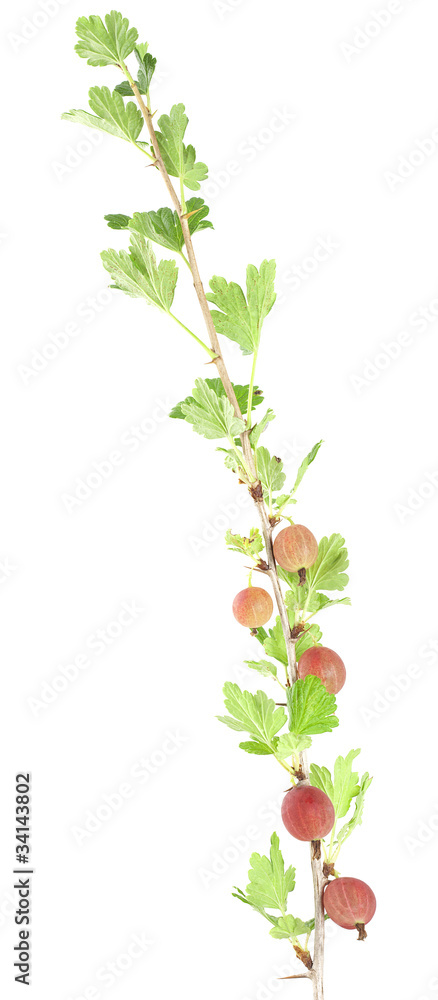 Gooseberry stem isolated on white background