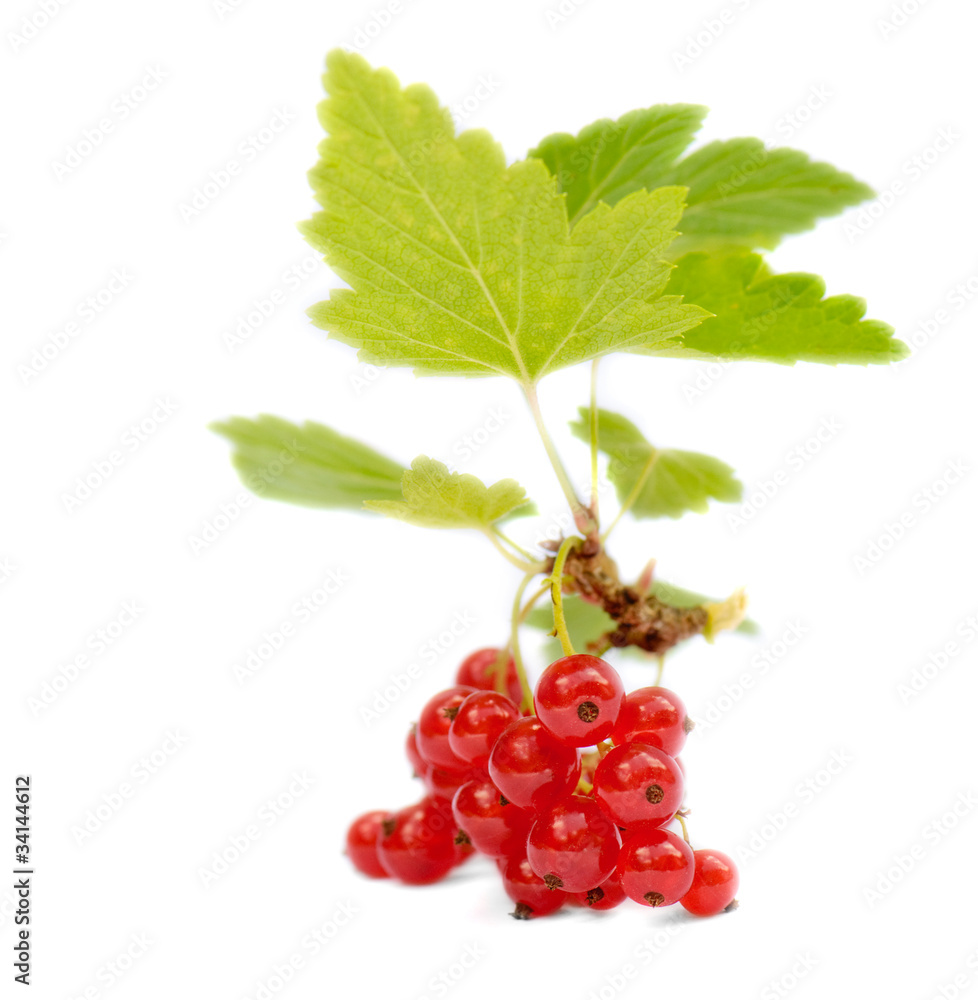 red currant isolated on white red currant isolated on white