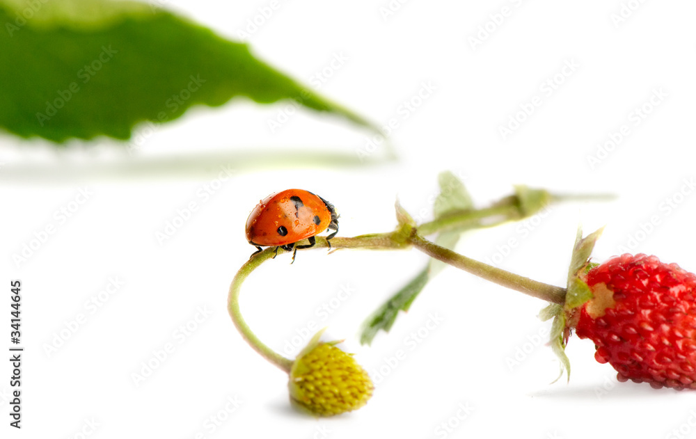 ladybird ladybird