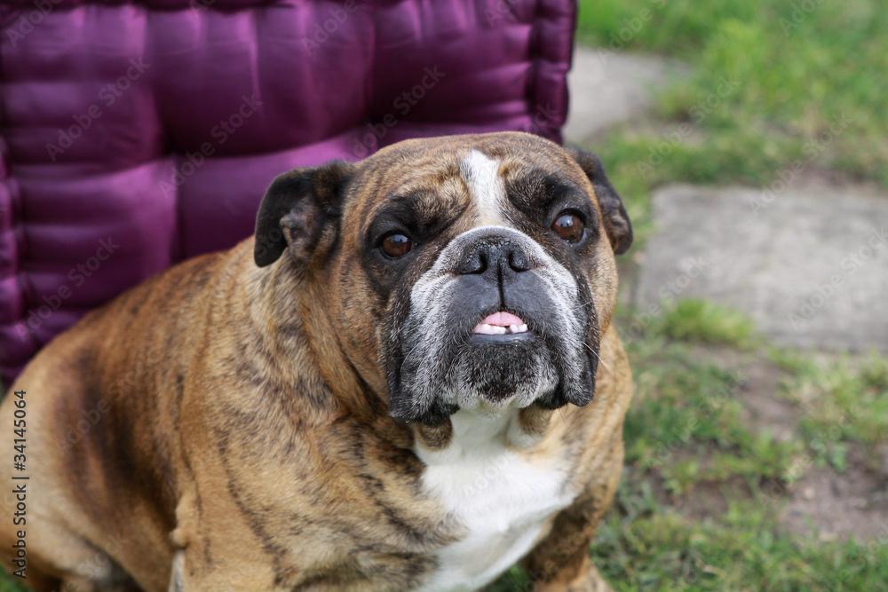 Fototapeta premium Englische Bulldogge