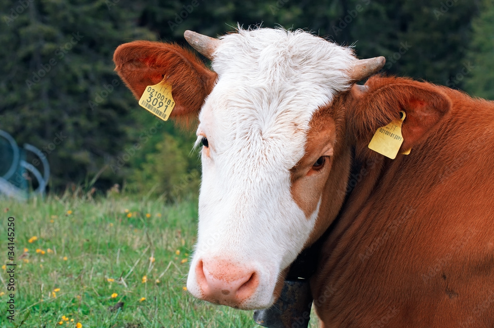 Sad brown-white cow