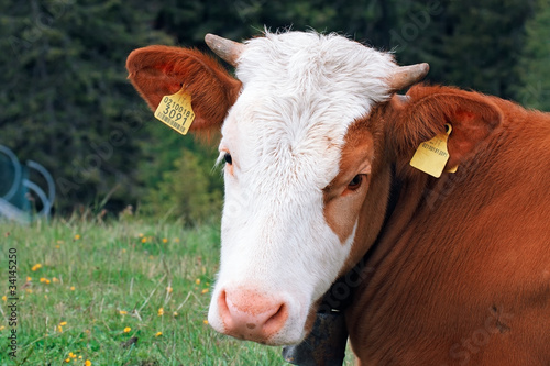 Obraz na płótnie Sad brown-white cow w salonie