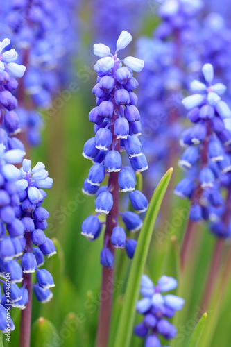 Grape hyacinth in spring