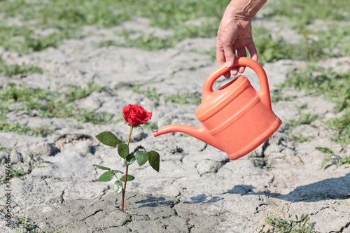 watering a rose © aerogondo