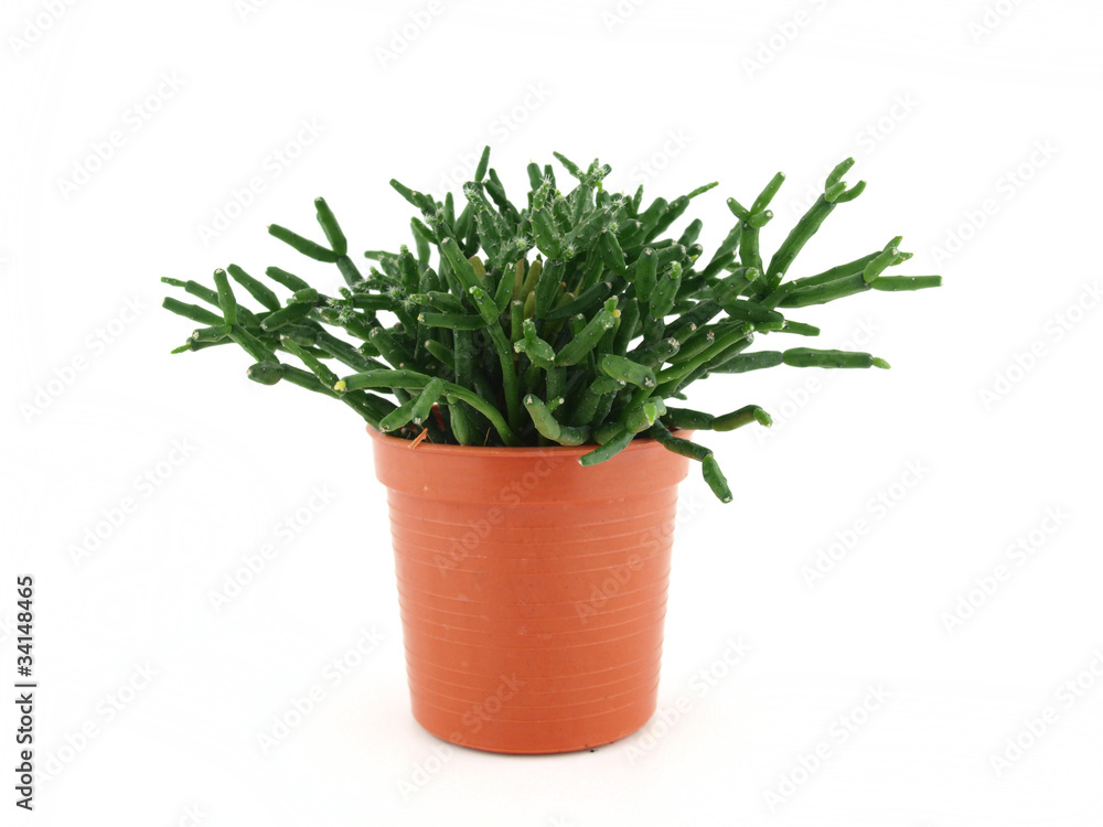 cactus in the pot cactus in the pot