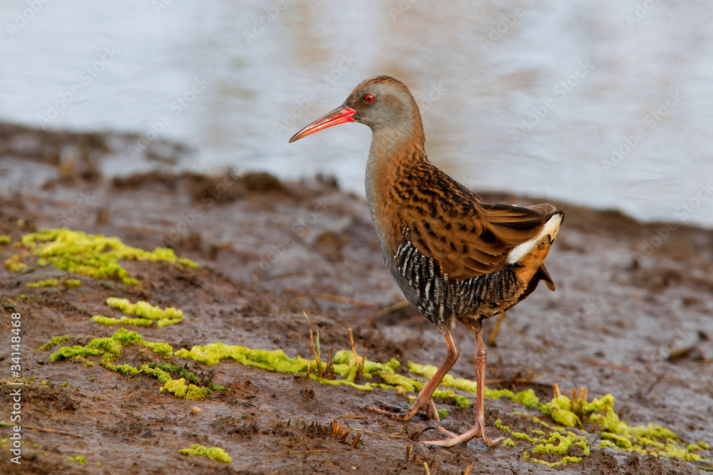 Water Rail Water Rail