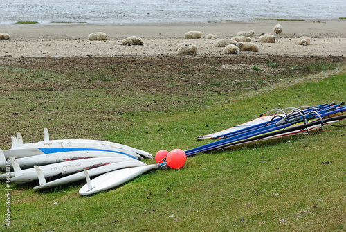 schafsurfen photo