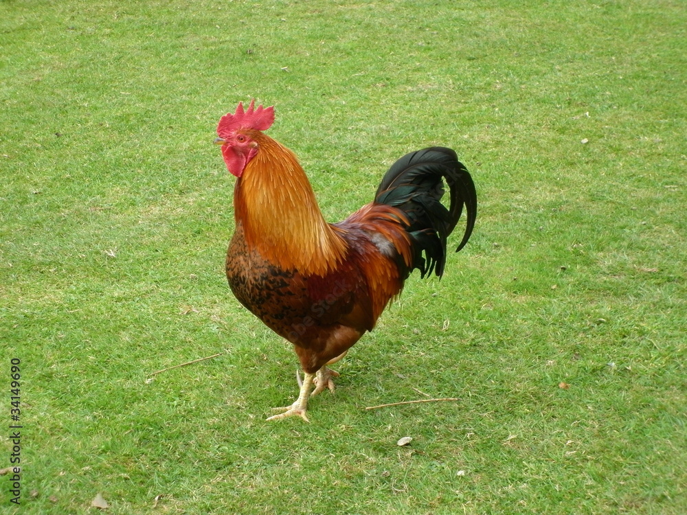 Fototapeta premium Cockerel