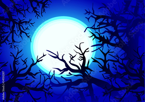 Night forest
